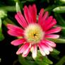 Delosperma 'Montagne Rouge' - Pourpier vivace rouge corail