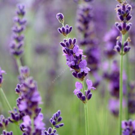 Lavandula angustifolia 'Elizabeth' ®, Vraie Lavande