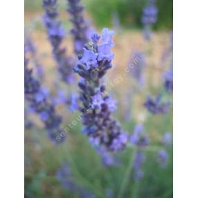 Lavandula x intermedia 'Gros Bleu', Lavandin