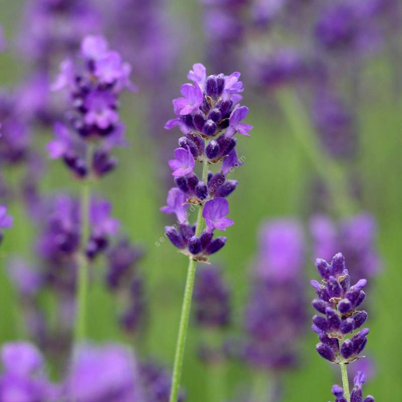 Lavandula angustifolia 'Imperial Gem' - Vraie Lavande