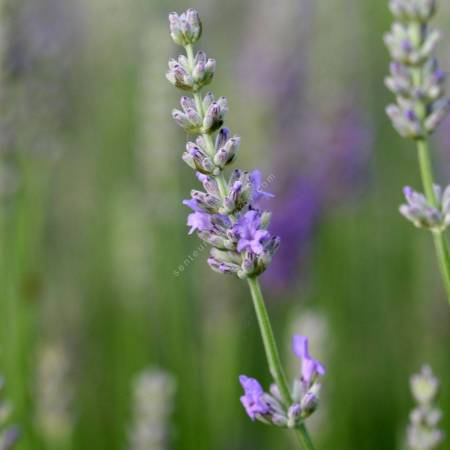 Lavandula x intermedia 'Grappenhall', Lavandin lilas