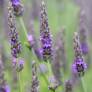 Lavandula x intermedia 'Impress Purple', Lavandin