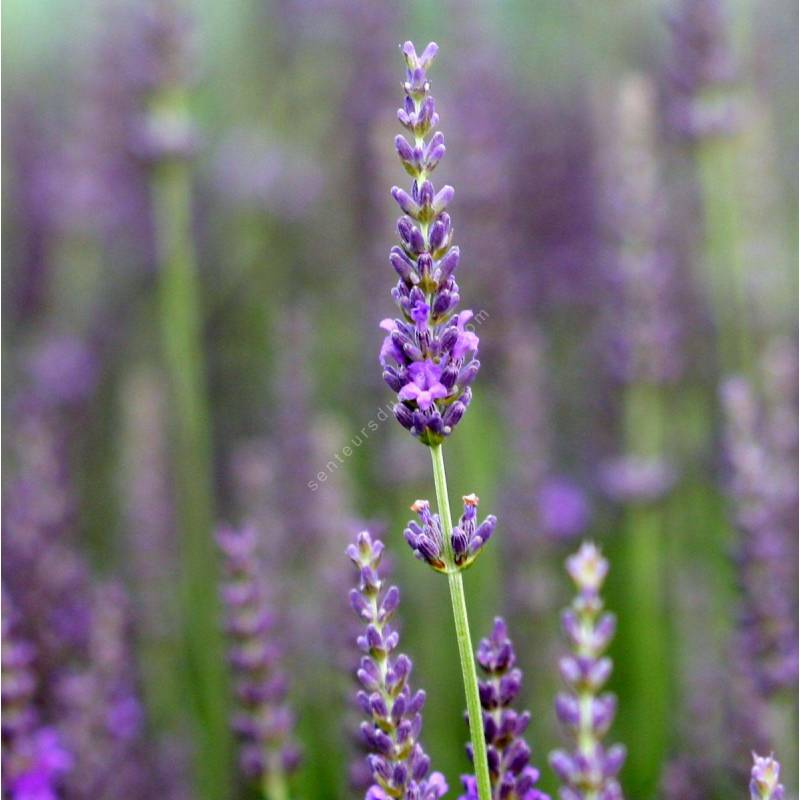 Lavandula x intermedia 'Heavenly Scent' ® - Lavandin bleu compact
