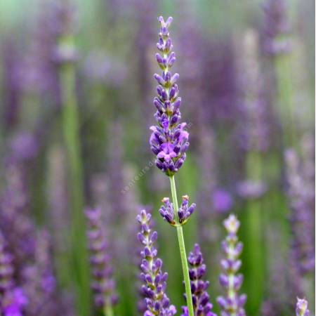 Lavandula x intermedia 'Heavenly Scent' ® - Lavandin bleu compact