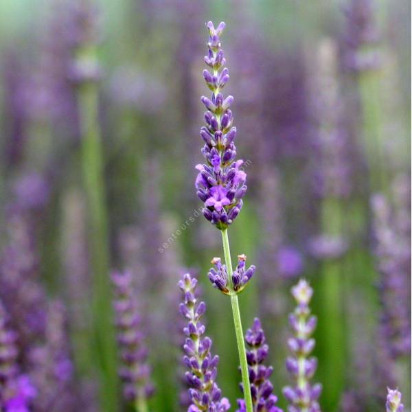 Lavandula x intermedia 'Heavenly Scent' ® - Lavandin bleu compact