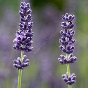 Lavandula angustifolia 'Olympe' - Lavande violet compact