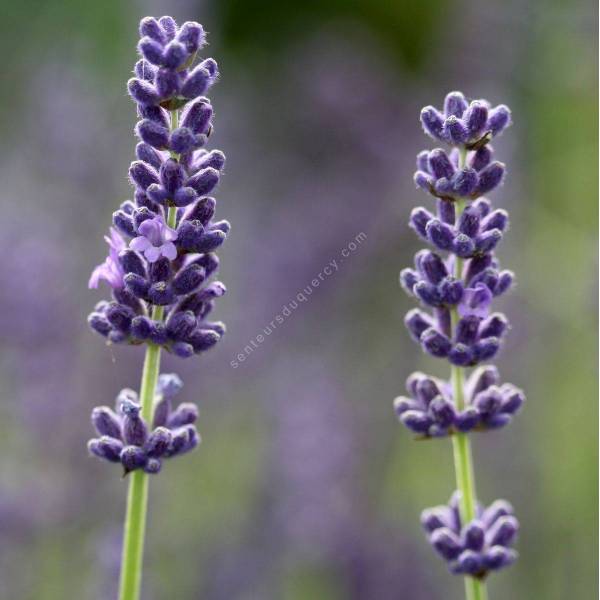 Lavandula angustifolia 'Olympia' - Lavande violet compact
