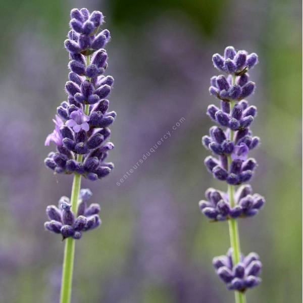 Lavandula angustifolia 'Olympia' - Lavande violet compact Lavandula angustifolia 'Olympia' - Lavande violet compact
