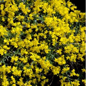 Plantes Vivaces Et Arbustes Dont Les Noms Botaniques