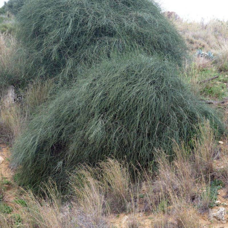 Ephedra fragilis - Grand éphédra