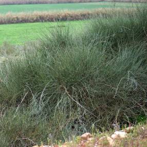 Ephedra fragilis - Grand éphédra