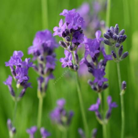 Lavandula angustifolia subsp. pyrenaica - Vraie Lavande des Pyrénées