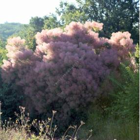 Cotinus coggygria - Arbre à perruques, Fustet