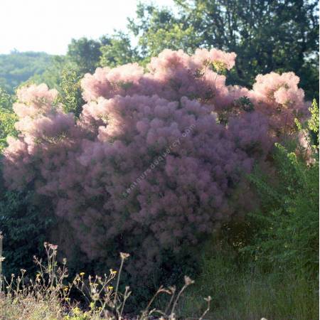 Cotinus coggygria - Arbre à perruques, Fustet