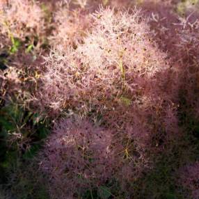 Cotinus coggygria - Arbre à perruques, Fustet