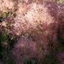 Cotinus coggygria - Arbre à perruques, Fustet