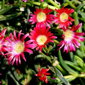 Delosperma 'Montagne Rouge' - Pourpier vivace rouge corail