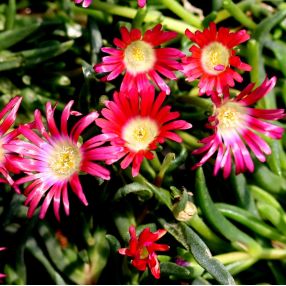 Plantes Succulentes Rustiques Pour Pots Rocailles Et