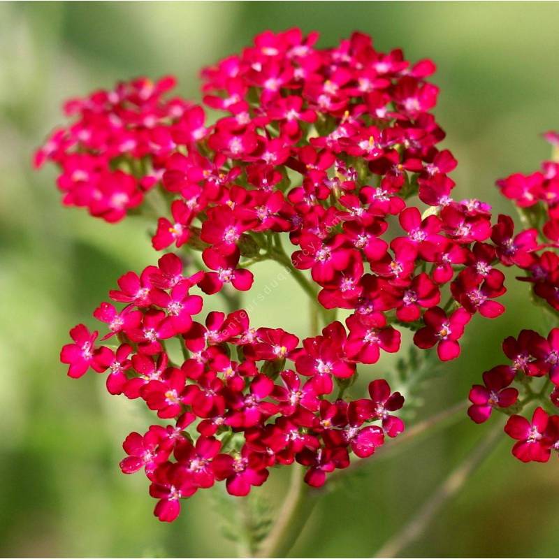 Achillea millefolium 'Paprika' - Achillée rouge paprika