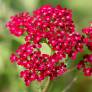 Achillea millefolium 'Cassis' - Achillée millefeuille rouge