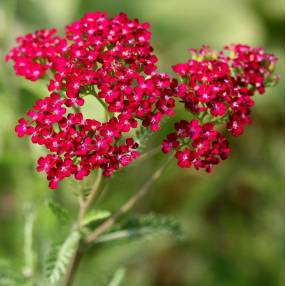 Achillea millefolium 'Cassis' - Achillée millefeuille rouge