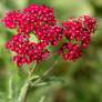 Achillea millefolium 'Cassis' - Achillée millefeuille rouge