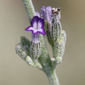 Lavandula lanata - Lavande laineuse