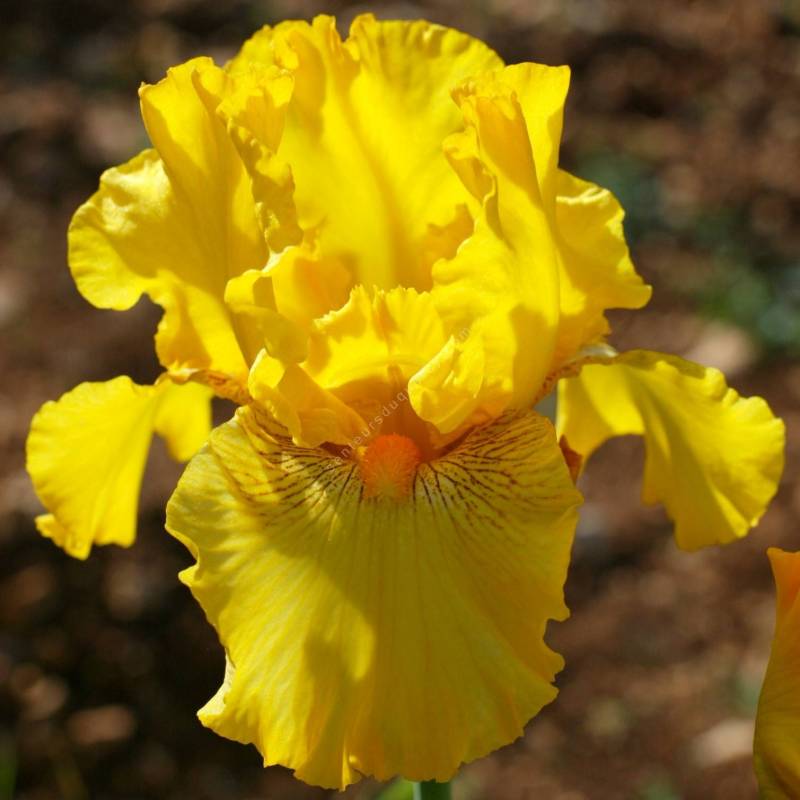 Iris 'Louis d'Or'