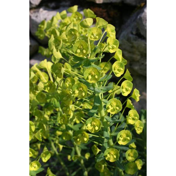 Euphorbia characias subps. wulfenii