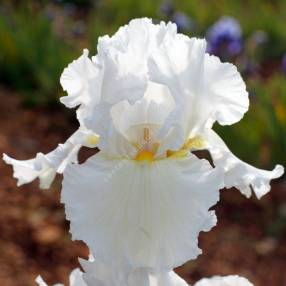 Iris 'Bonus Lite'