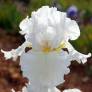 Iris 'Bonus Lite'