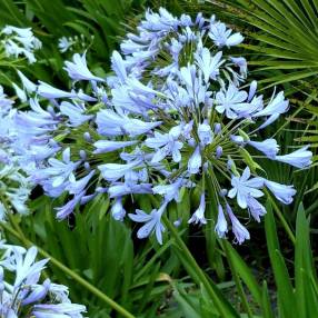 Agapanthus praecox - syn. africanus