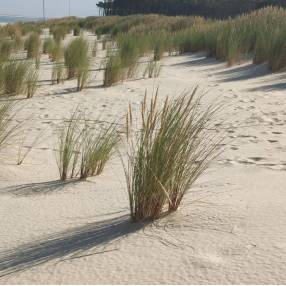 Ammophila arenaria - Oyat des dunes