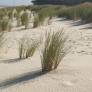 Ammophila arenaria - Oyat des dunes