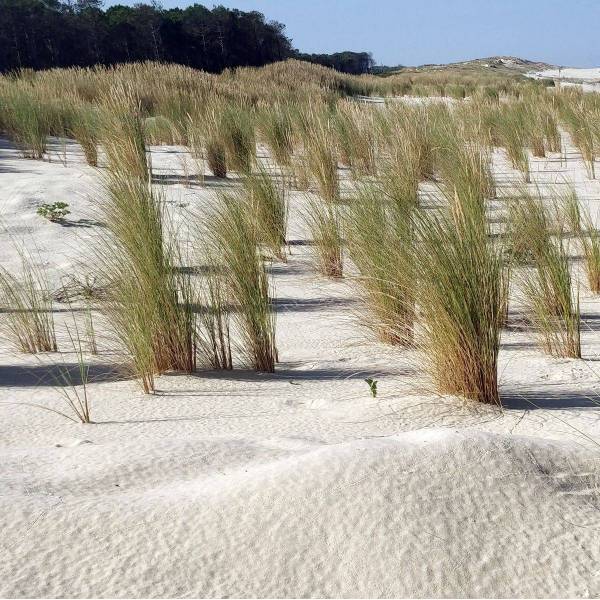 Ammophila arenaria - Oyat des dunes