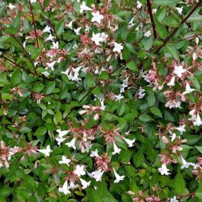 Abelia x grandiflora - Abélie à grandes fleurs