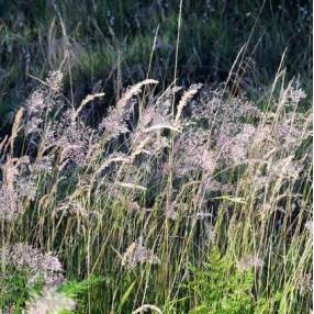 Calamagrostis varia - Calamagrostide bigarrée