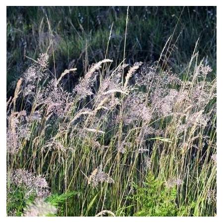 Calamagrostis varia - Calamagrostide bigarrée