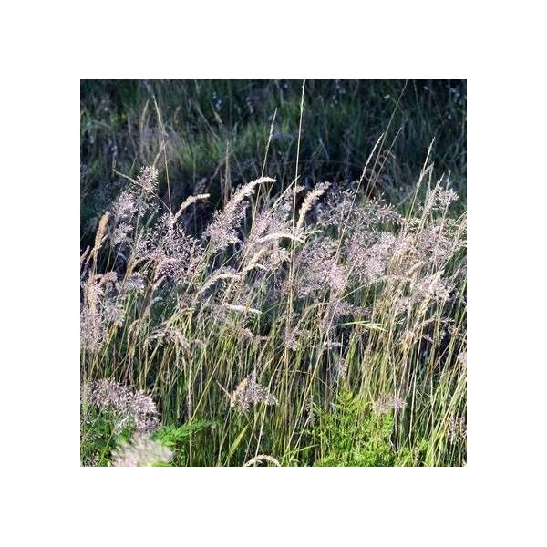 Calamagrostis varia - Calamagrostide bigarrée