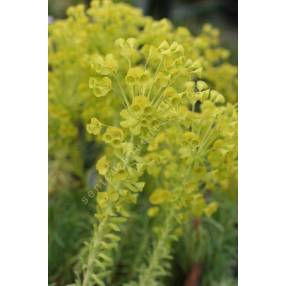 Euphorbia characias subps. wulfenii