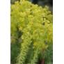 Euphorbia characias subps. wulfenii