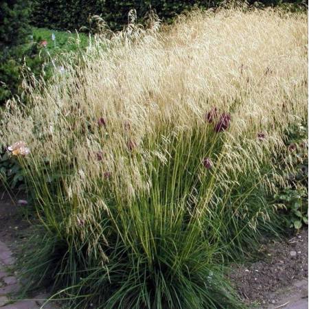 Deschampsia cespitosa 'Goldschleier' - Canche cespiteuse