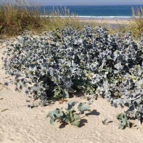 Eryngium maritimum - Chardon des dunes