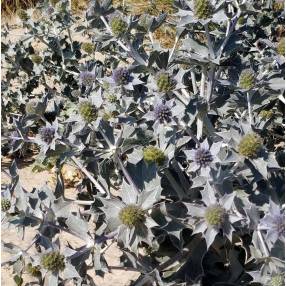 Eryngium maritimum - Chardon des dunes fleurs