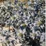 Eryngium maritimum - Chardon des dunes fleurs