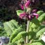 Salvia spathacea - Sauge colobri
