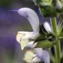 fleur de Salvia desoleana - Sauge de Sardaigne