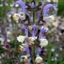 touffe de Salvia desoleana - Sauge de Sardaigne