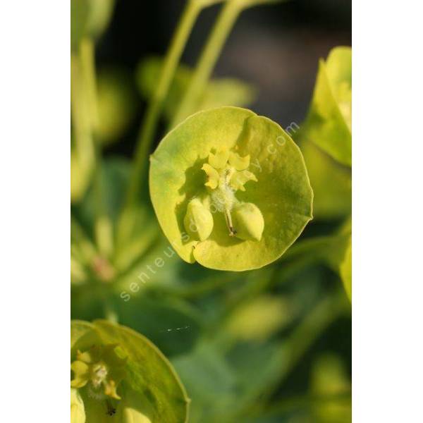Euphorbia characias subps. wulfenii