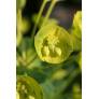 Euphorbia characias subps. wulfenii